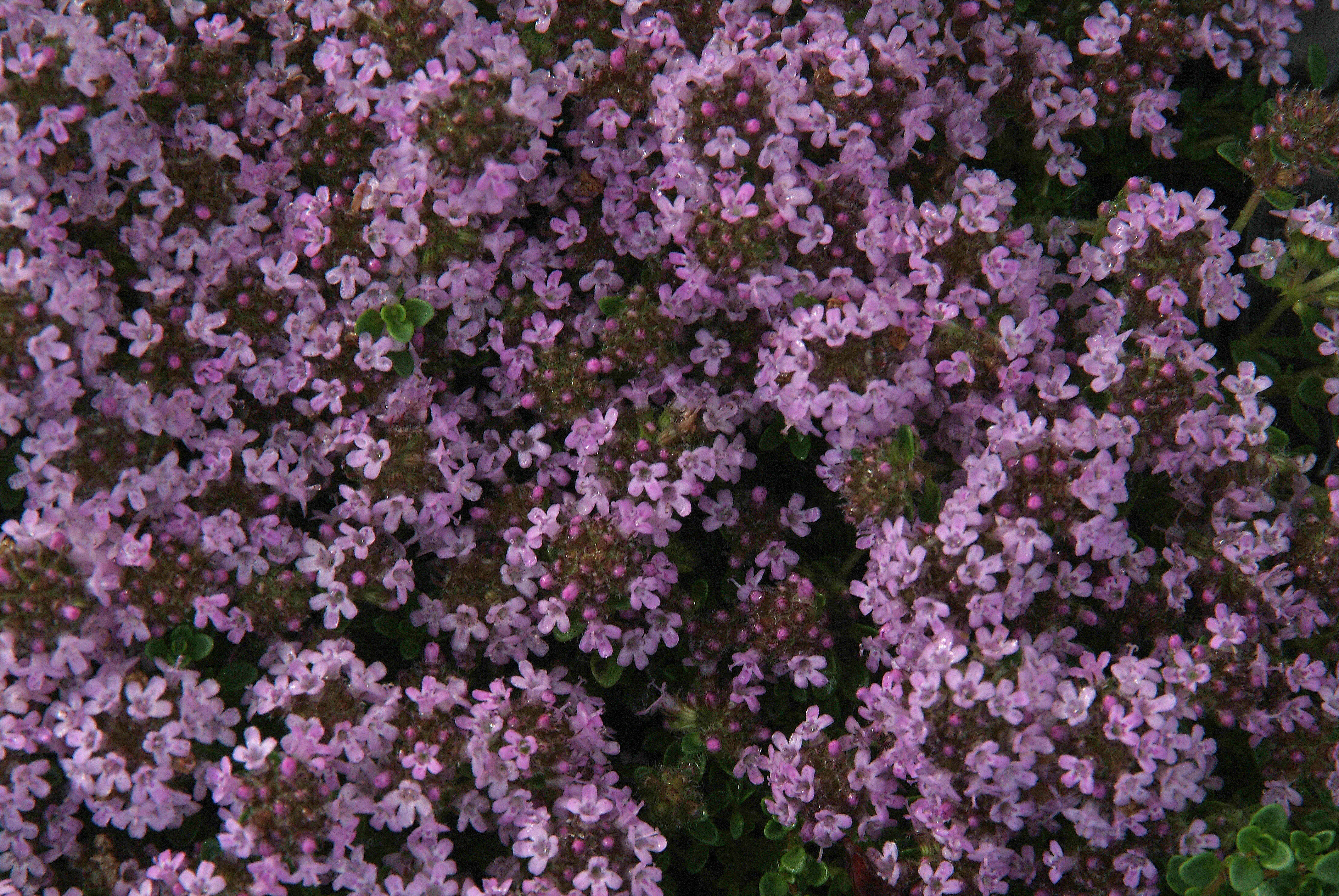 Thymus praecoxKruiptijm bestellen